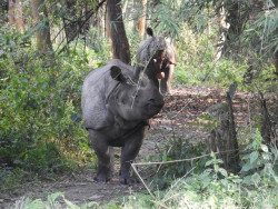 Rhino electrocuted in Chitwan